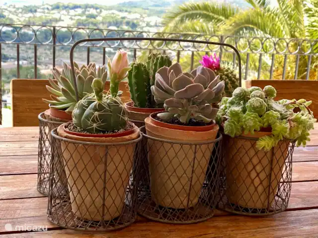 Casa Lynn | Espagne, Costa Blanca, Jávea - villa Décoration de table avec des plantes.