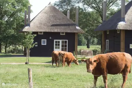 Vakantiehuis Nederland, Overijssel, Wierden boerderij Hooiberg Slig 1 Vakantiehuis Nederland, Overijssel, Wierden boerderij Hooiberg Slig 1