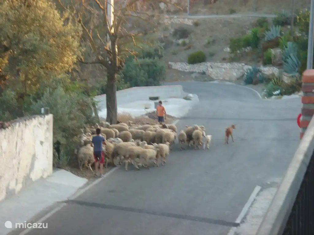Sie werden regelmäßig einen der Hirten in Comares treffen.