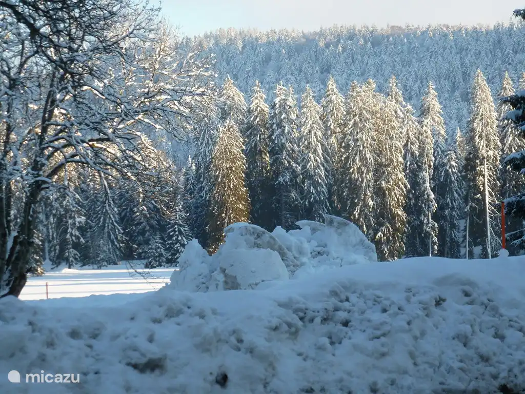 snow, hoarfrost, sun and forests
