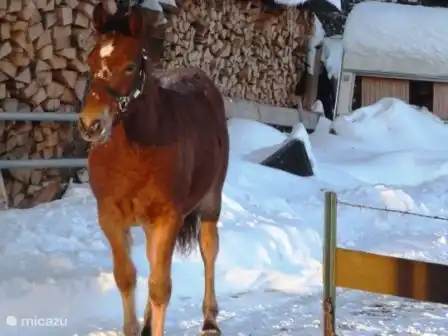 a curious horse at the entrance