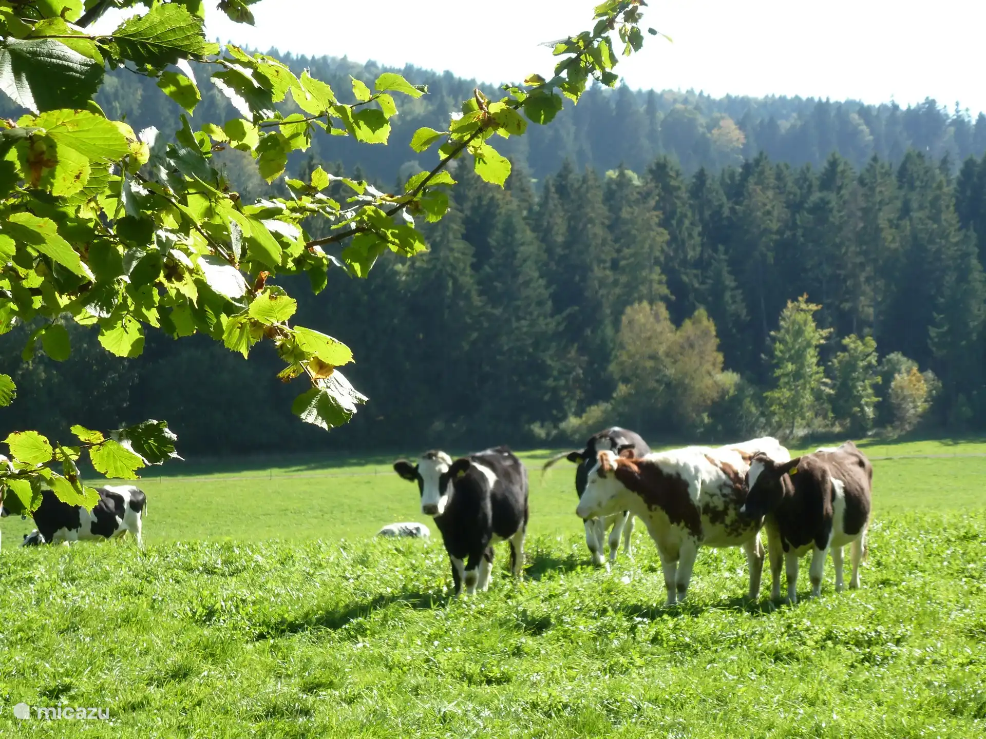 our neighbors next to the chalet