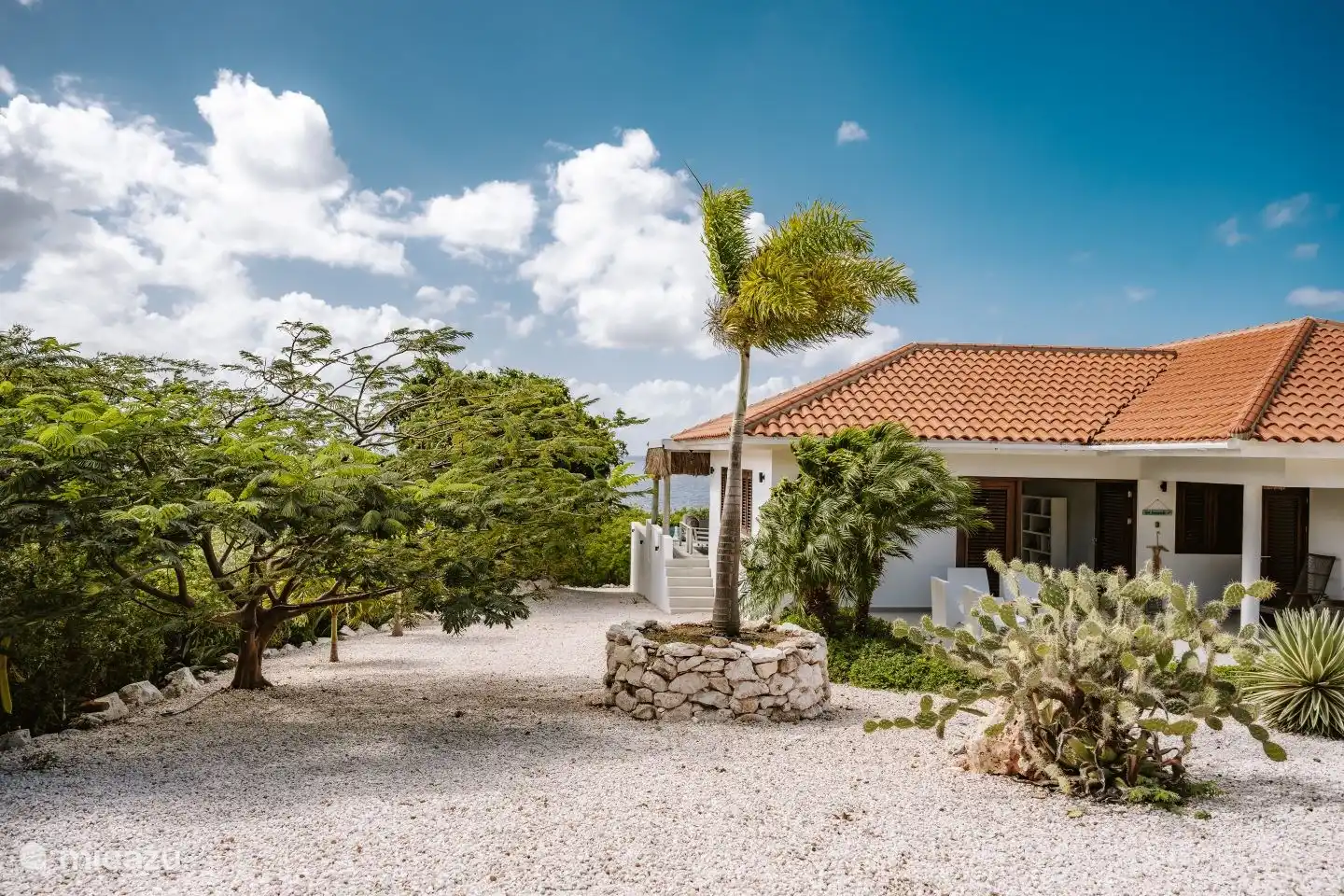 Palmen und viele Kakteen im Garten