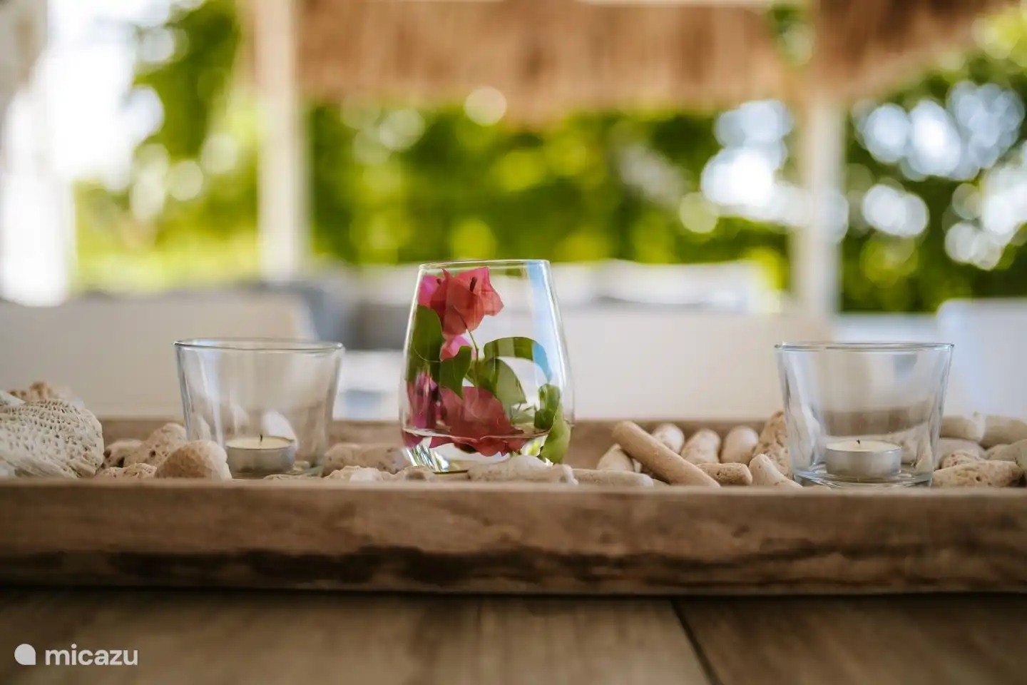 Bougainvillea aus dem Garten