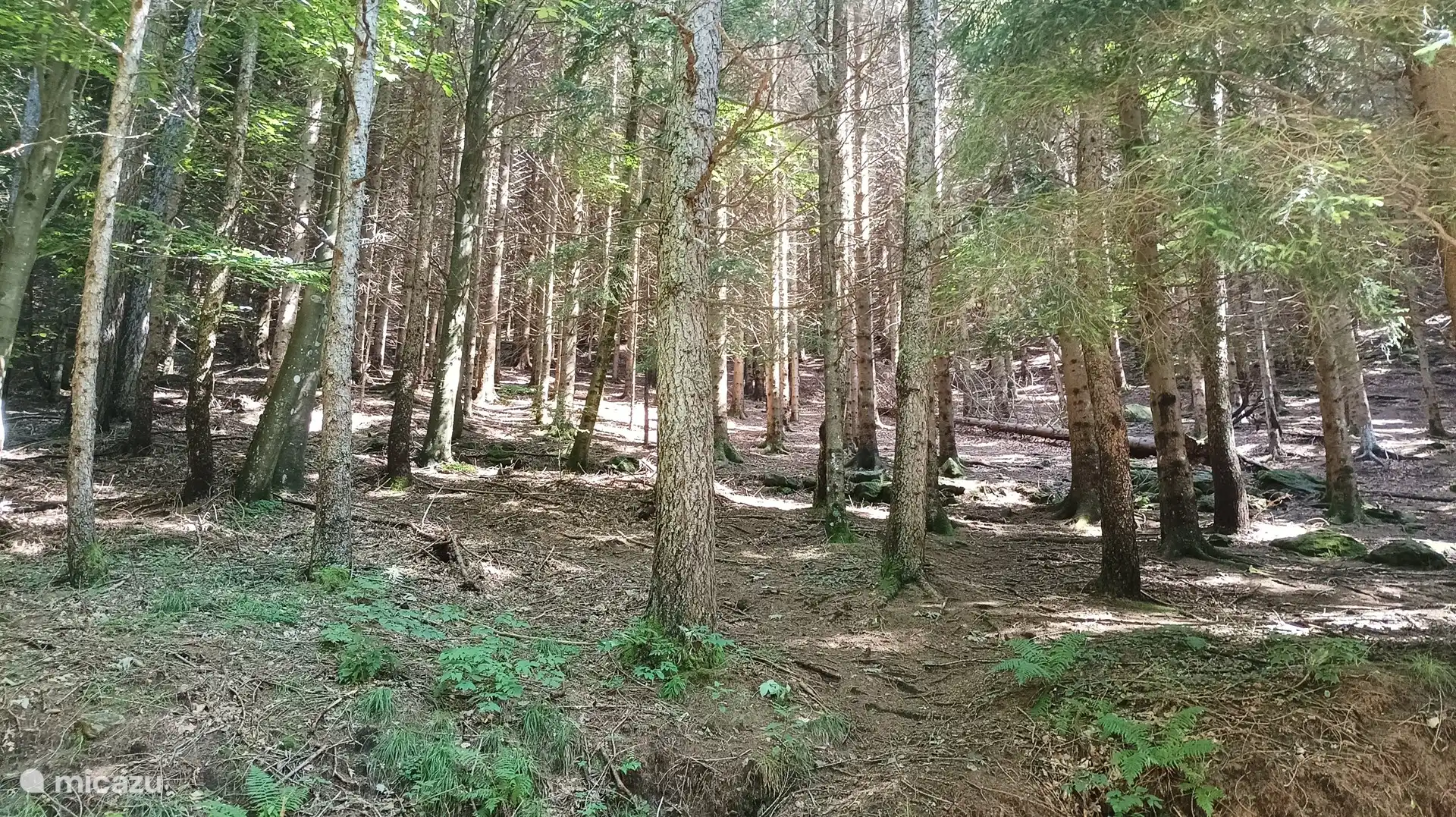 También hay bosques alrededor del lago de Como