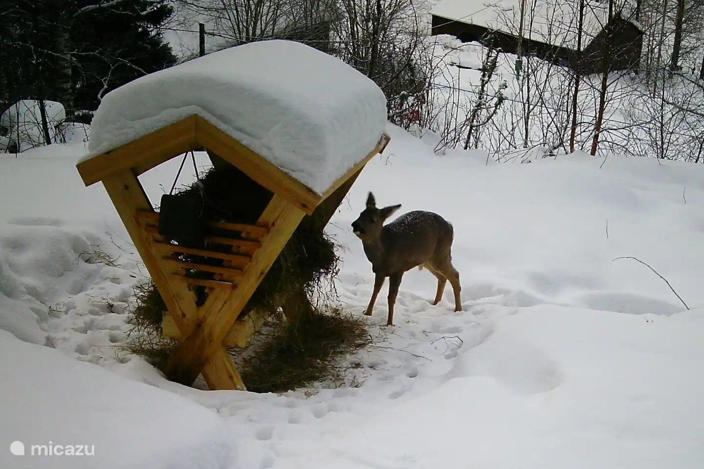 Un ciervo en la nieve cerca de Stuga.