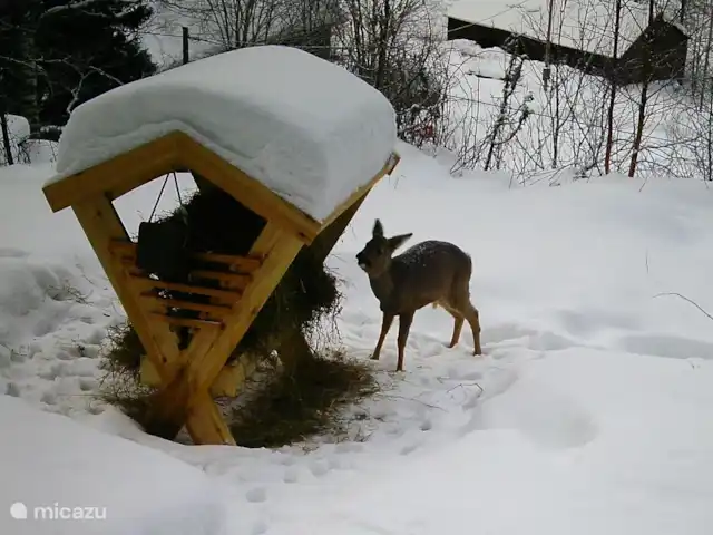 Cabane Luxueuse Avec Sauna et vue | Suède, Jämtland, Gällö - maison de vacances Un cerf dans la neige près du Stuga