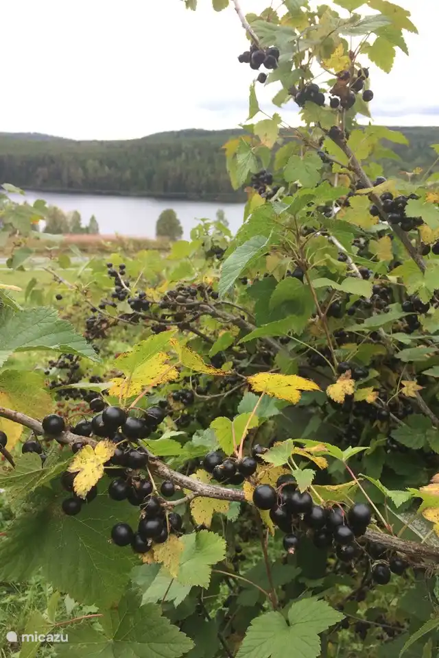 Recogiendo Svartvinbär en otoño
