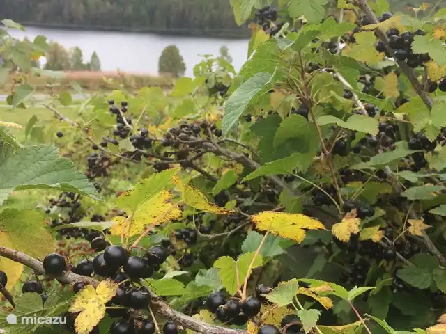 Cabane Luxueuse Avec Sauna et vue | Suède, Jämtland, Gällö - maison de vacances Cueillette Svartvinbär à l'automne