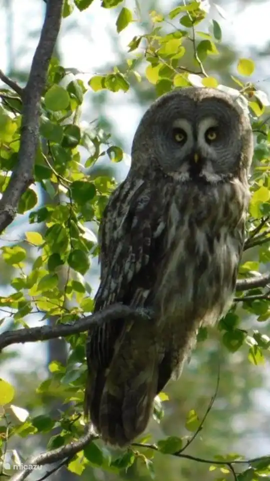 Un búho cerca de Stuga