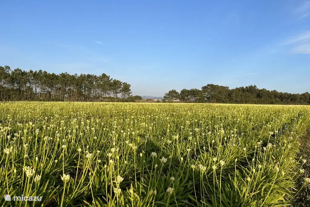Blick über die Blumenfelder (Frühling)
