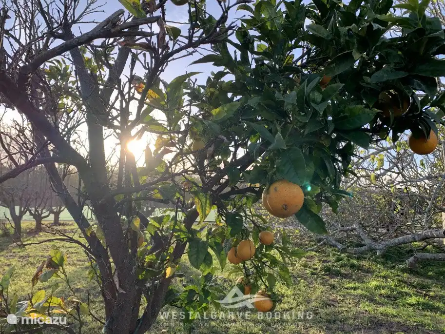 Orangenbäume, Apfelbäume, Feigenbäume und Birnbäume im Obstgarten.