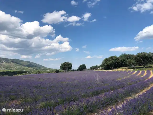 Villa Avalon | France, Ardèche, Vallon-Pont-d'Arc - villa Musée de la lavande (Saint Remèze)