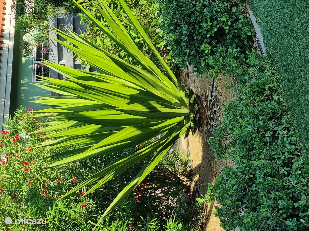Plantas en el jardín.