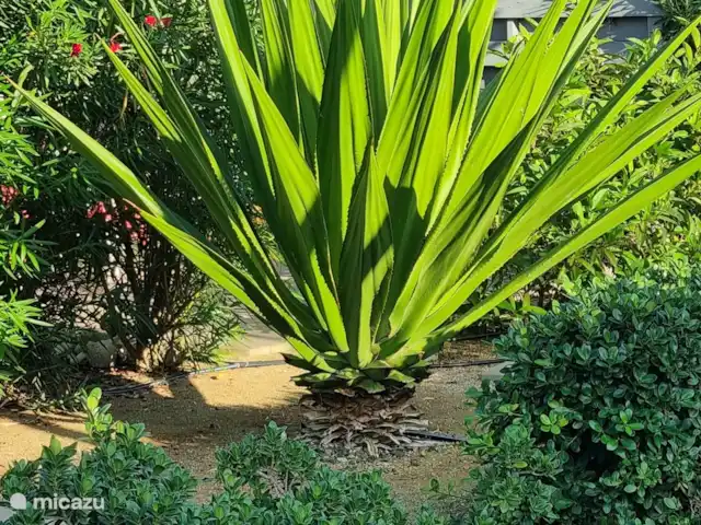 Bon repos | Curaçao, Curaçao-Centre, Blue Bay - maison de vacances Plantes dans le jardin.