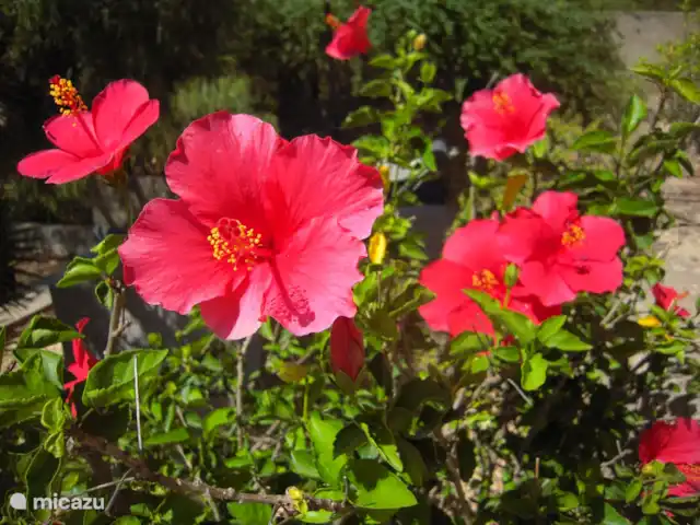 Casa Marron 2-6 personnes | Espagne, Costa Blanca, Jalón - villa Flore dans le jardin.