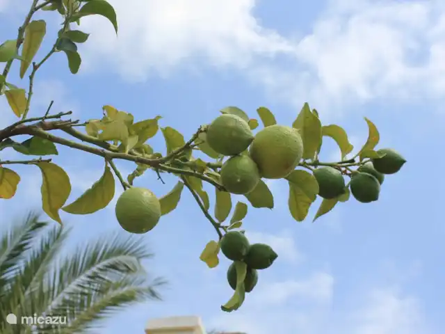Casa Marron 2-6 personnes | Espagne, Costa Blanca, Jalón - villa Citronnier.