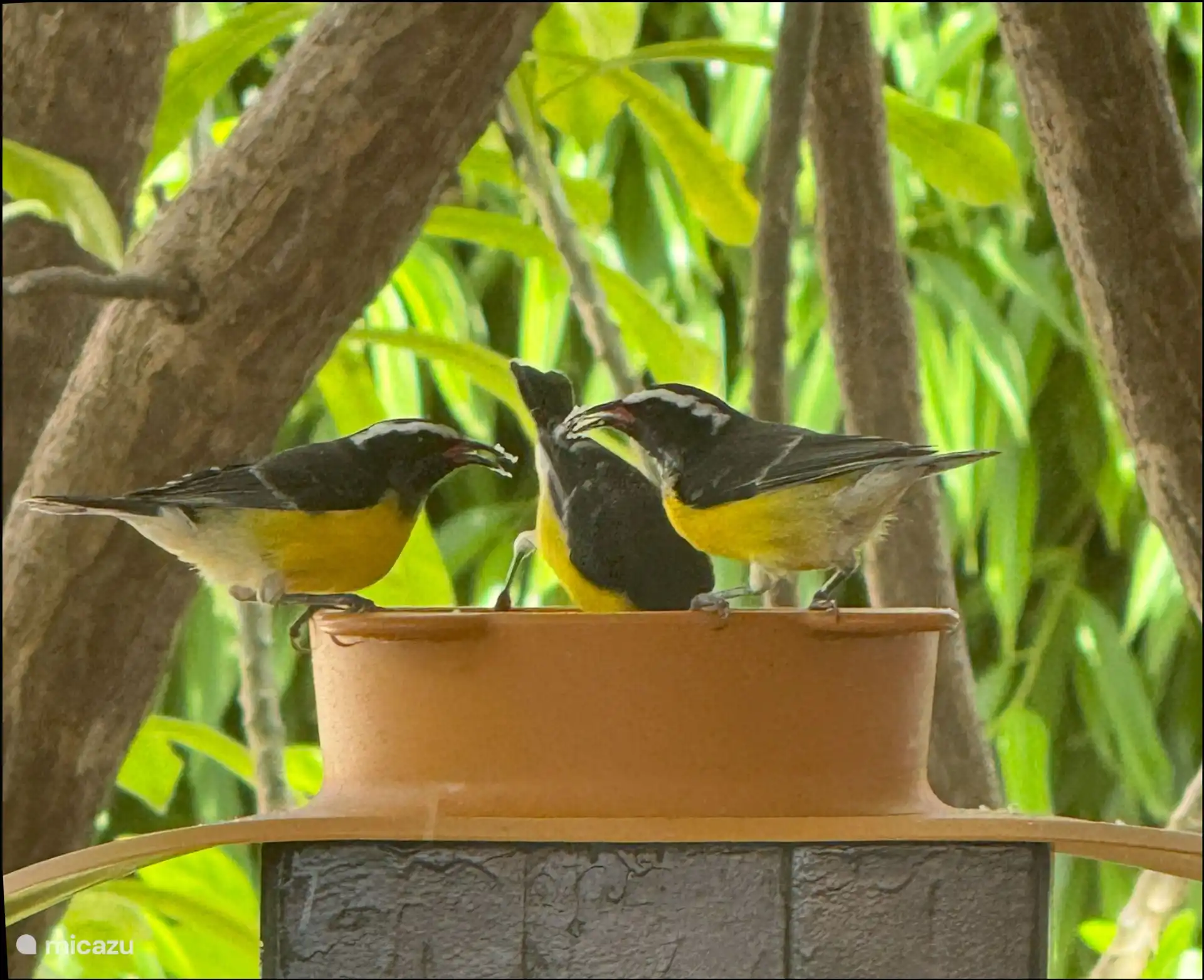 Beautiful tropical birds on the porch