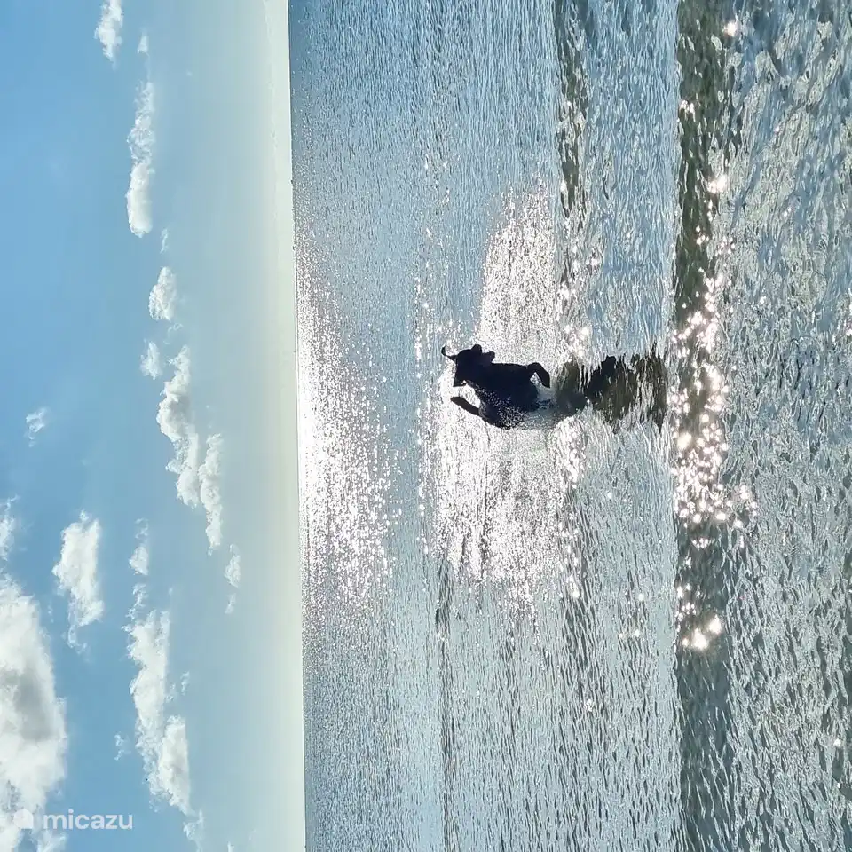 Genießen Sie das Schwimmen im Meer, ideal mit Kindern oder mit dem Hund, da das Wasser flach abfällt