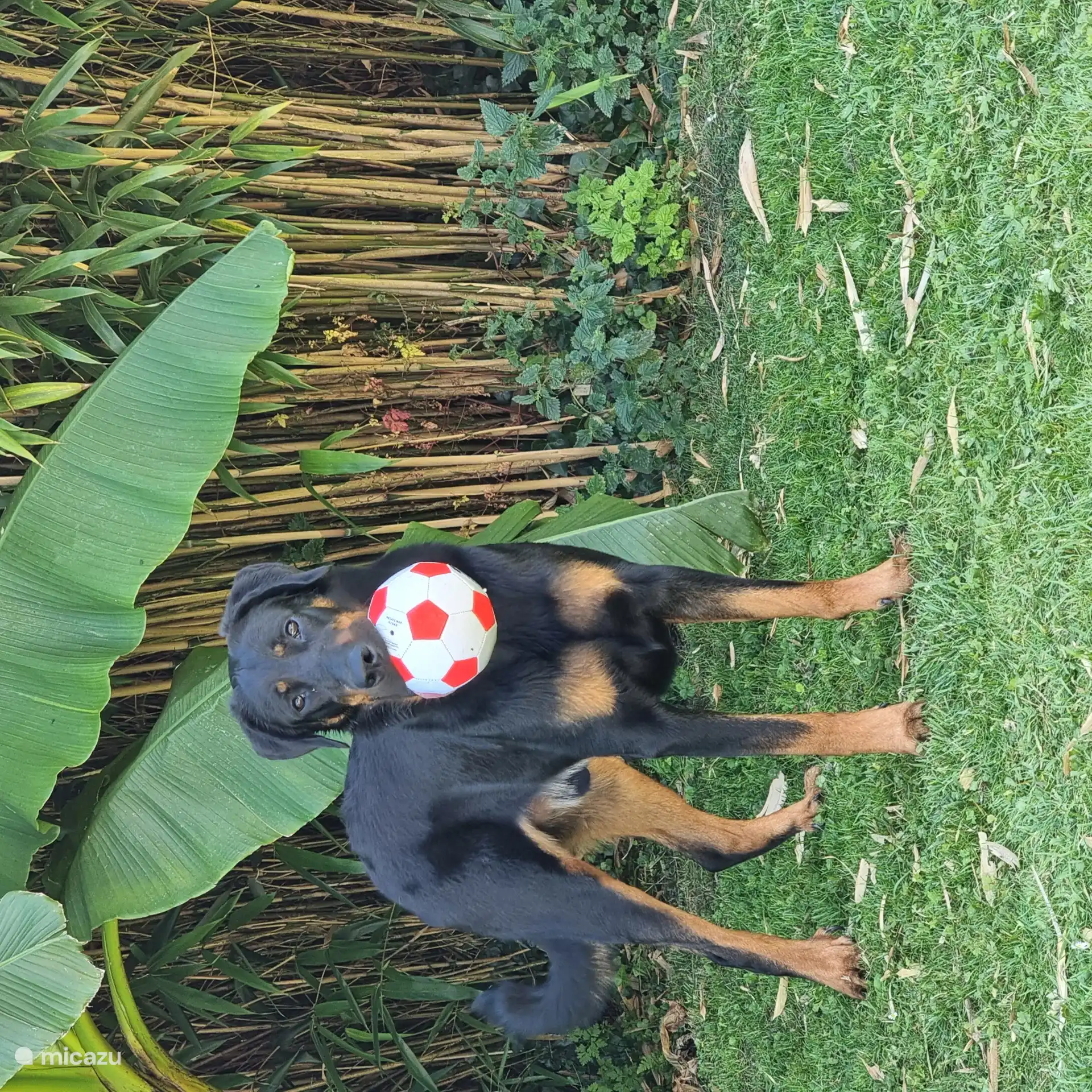 Spielen im großen Garten