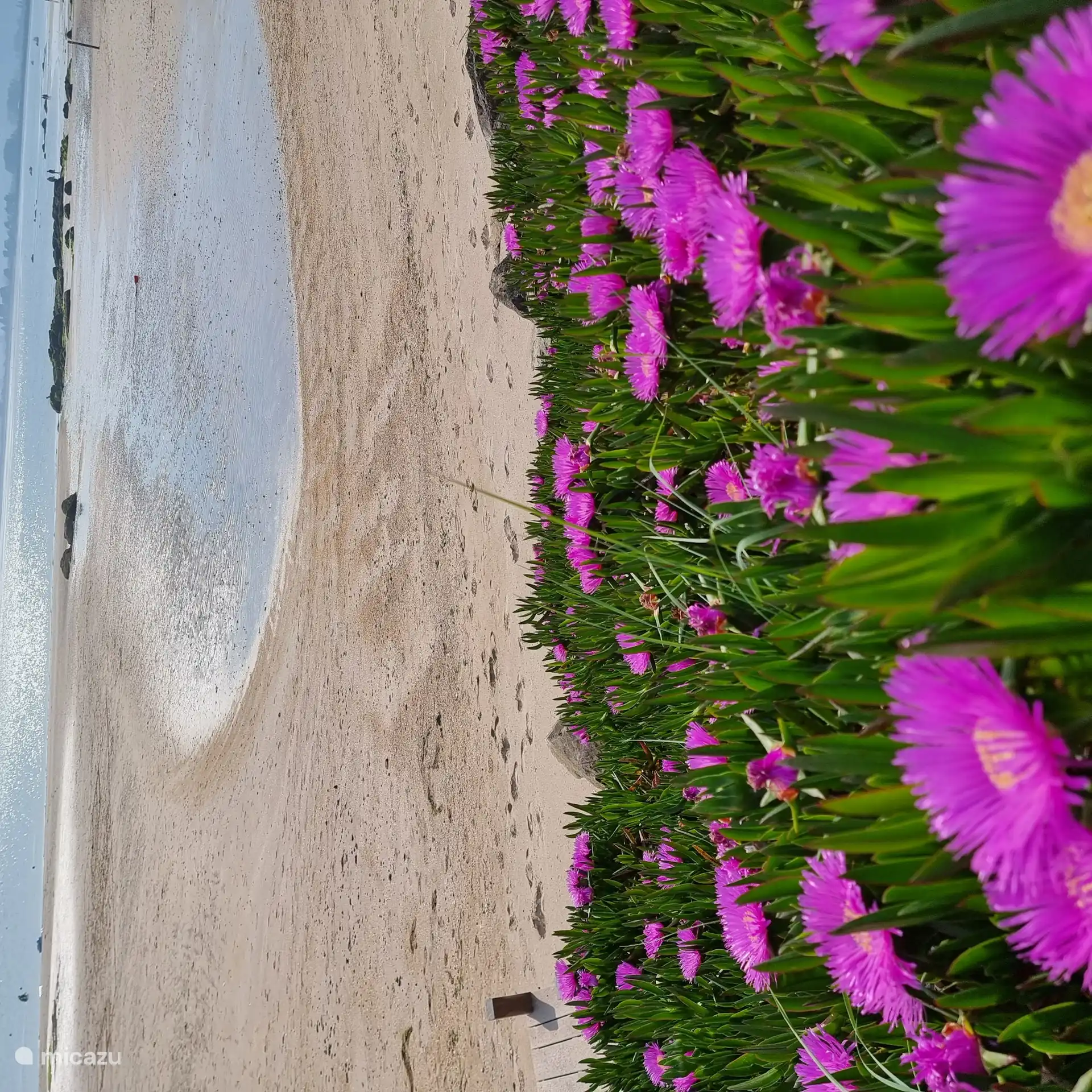 der Strand von Reville mit Eisblumen im Mai