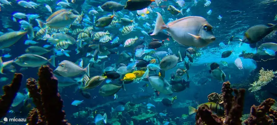 Cite de la Mer in Cherbourg, ein Meeresmuseum mit tropischen Fischen und ein U-Boot, das Sie besuchen können