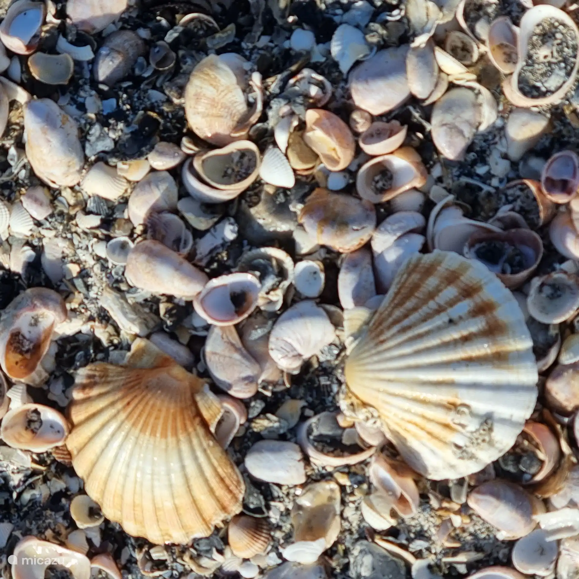 Die Suche nach Jakobsmuscheln macht mit Kindern und Kindern viel Spaß