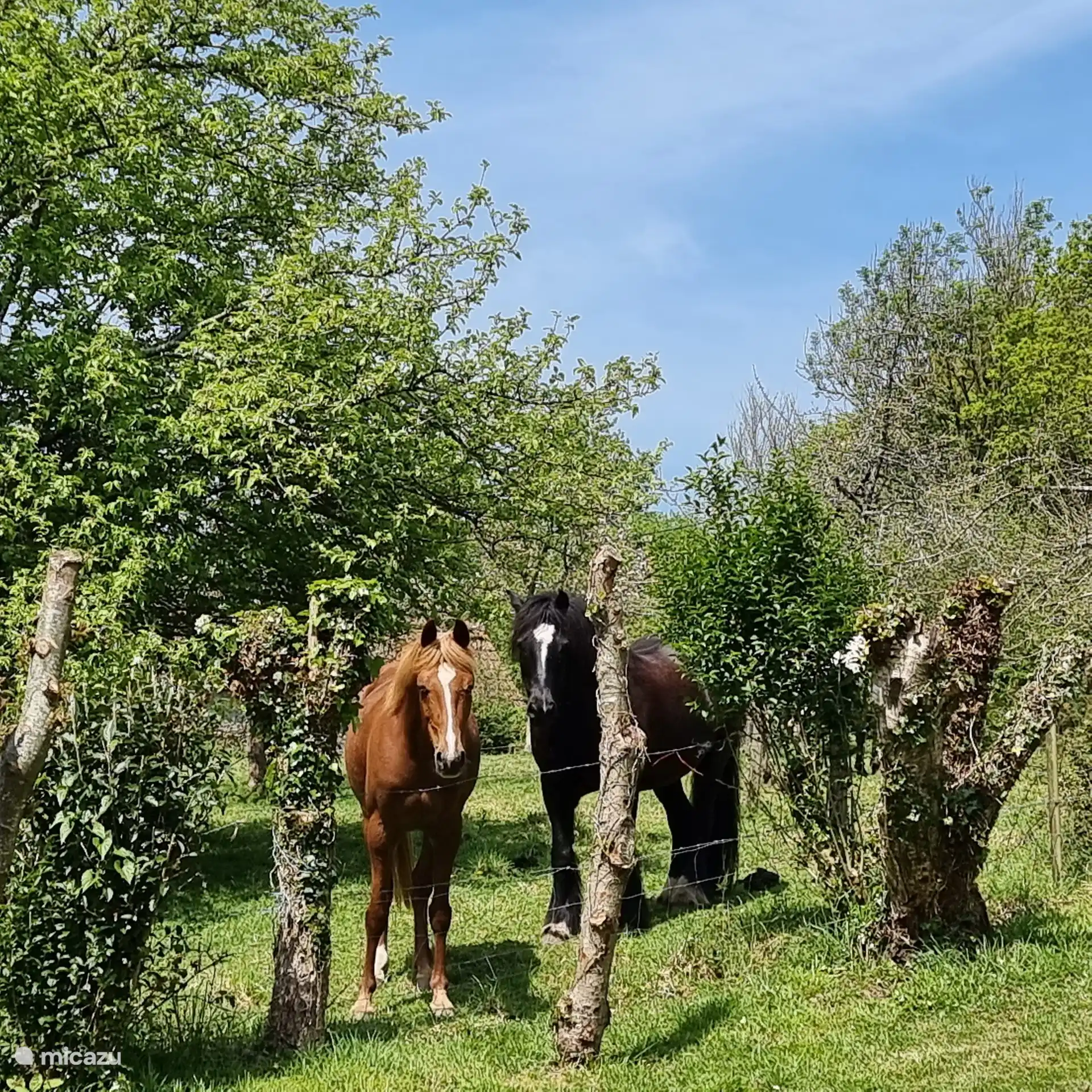 Schöne Pferde in der Umgebung