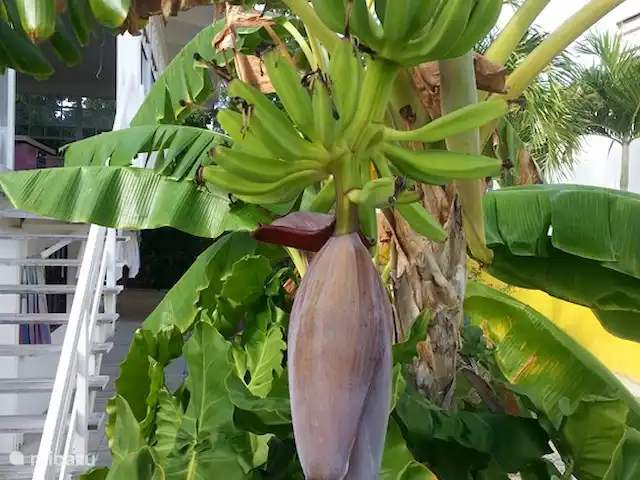 Villa tropical Bottelier en Curazao, Curazao Centro, Willemstad - apartamento Banano.