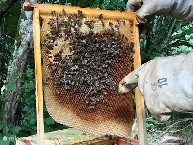 Casa rural Les Hirondelles en Francia, Orne, Rouperroux - casa vacacional Apicultura