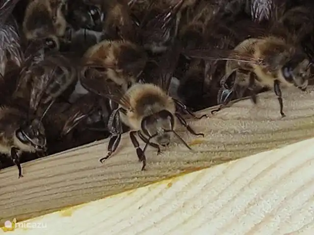 Casa rural Les Hirondelles en Francia, Orne, Rouperroux - casa vacacional Apicultura