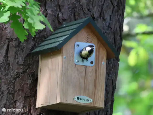 Hertenspoor 66  ‘t Wildryck Diever huren in Nederland, Drenthe, Diever - vakantiehuis Nestkastje met jonge mezen in de tuin