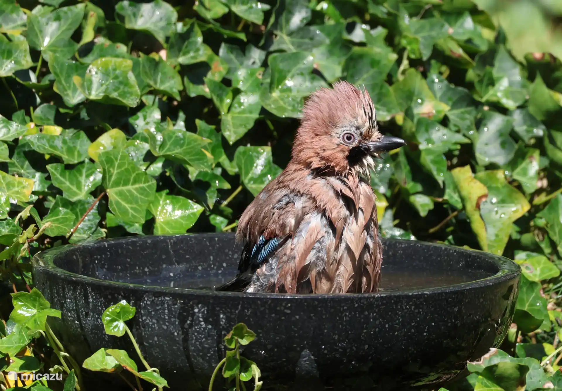 Weißt du, welcher Vogel hier in der Wasserschale badet?