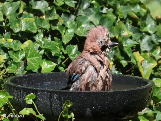 Hertenspoor 66  ‘t Wildryck Diever huren in Nederland, Drenthe, Diever - vakantiehuis Weet je welke vogel hier een bad neemt in de waterschaal?