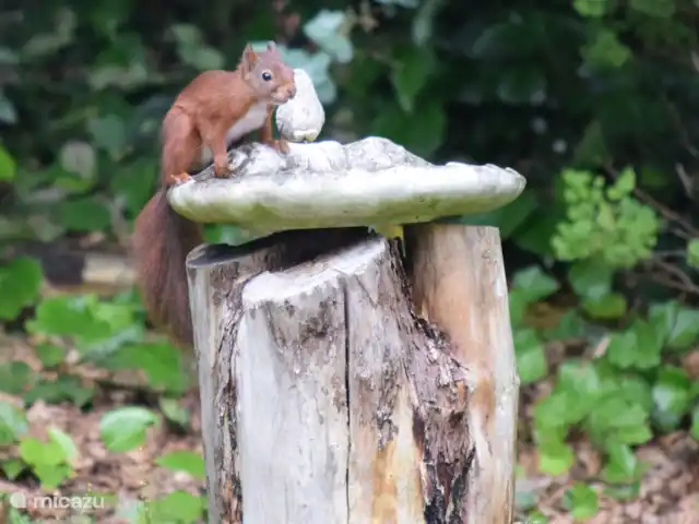 Hertenspoor 66  ‘t Wildryck Diever huren in Nederland, Drenthe, Diever - vakantiehuis Een eekhoorntje bij de waterschaal