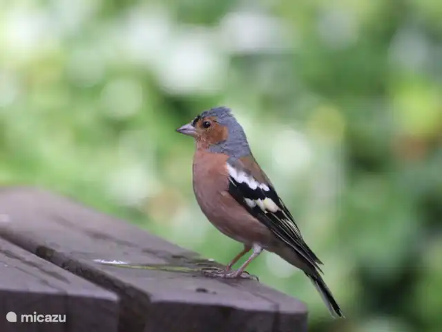 Hertenspoor 66  ‘t Wildryck Diever huren in Nederland, Drenthe, Diever - vakantiehuis Op de picknick tafel
