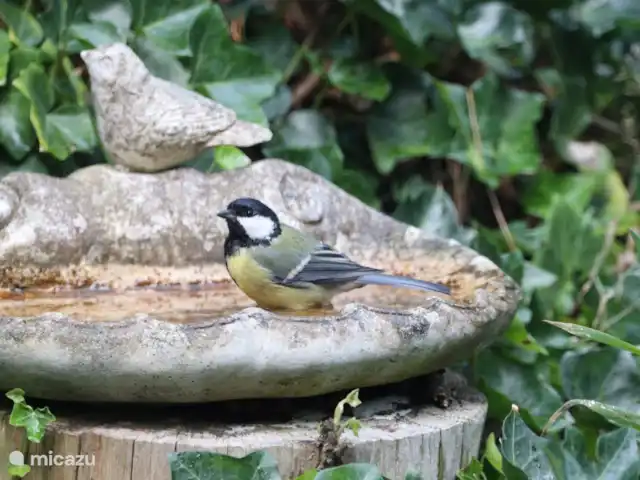 Hertenspoor 66  ‘t Wildryck Diever huren in Nederland, Drenthe, Diever - vakantiehuis Even een bad in de waterschaal