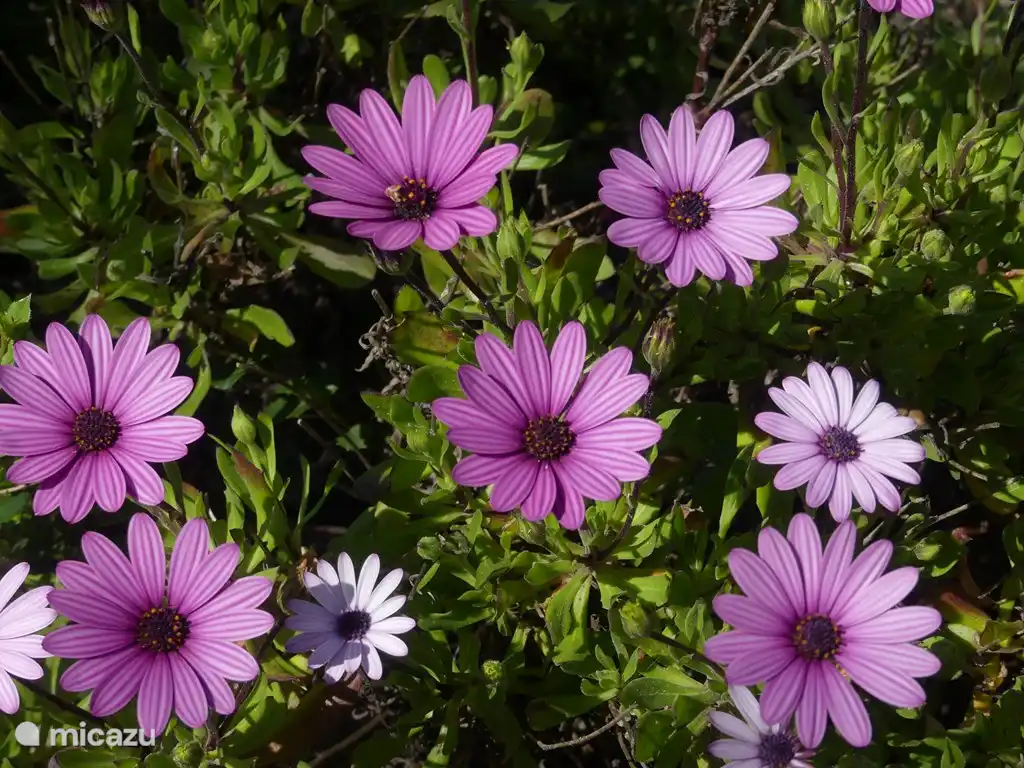 Spanische Gänseblümchen.
