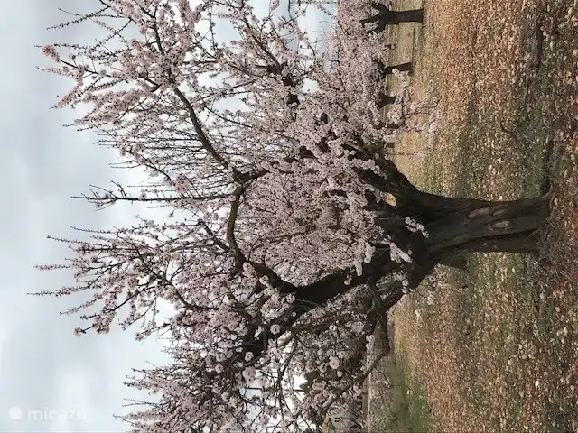 Im Februar / März blühen die Mandelbäume.