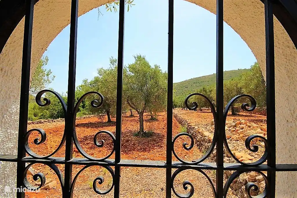 Durchschau den Olivenhain.