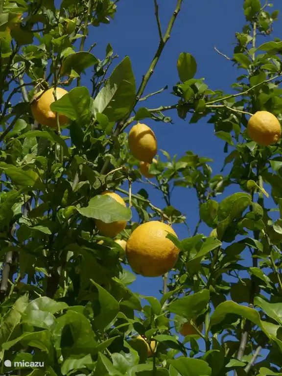 Zitronenbäume im Garten, die Sie während Ihres Aufenthaltes nutzen können.