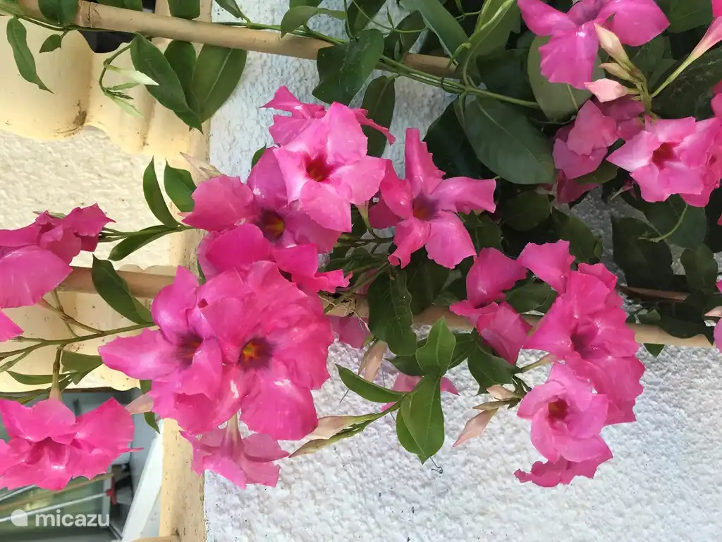 Gemütliche Blumen am Pool.