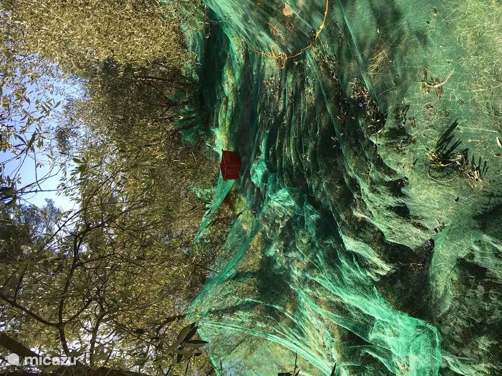 Netze fangen die extrahierten Oliven.