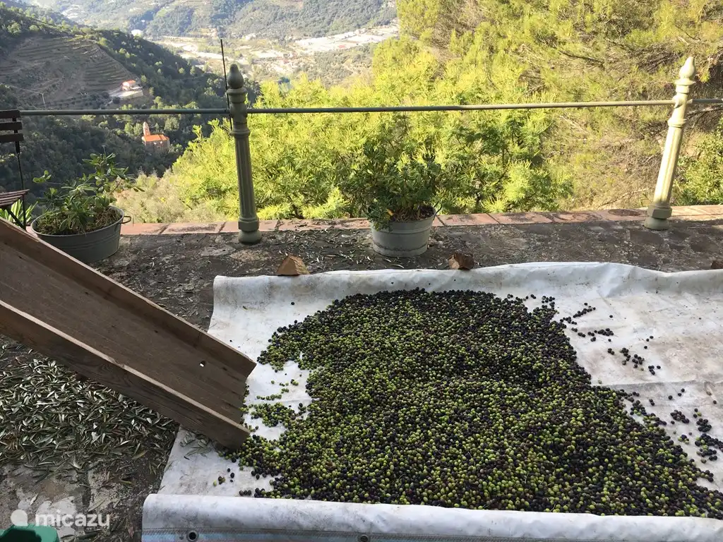 Zweige und Blätter werden entfernt.