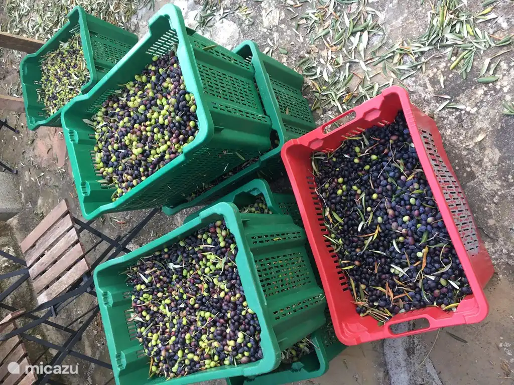 Gerade aus dem Olivenhain abgeholt ...