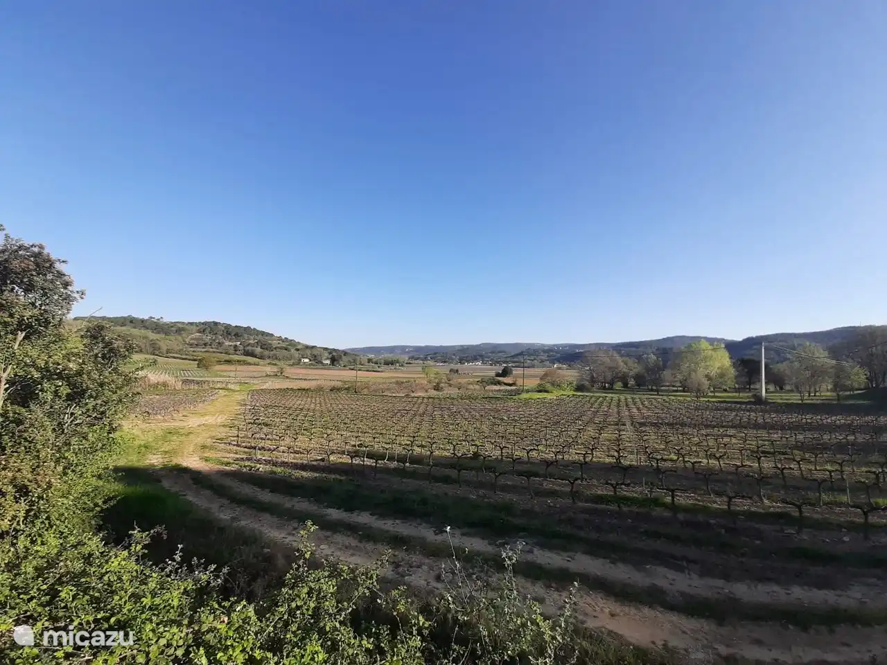 Die Weinberge im Frühjahr.