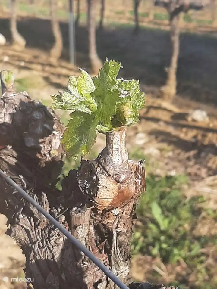 Der Anfang von Weinen, Weinen, Weinen, ...