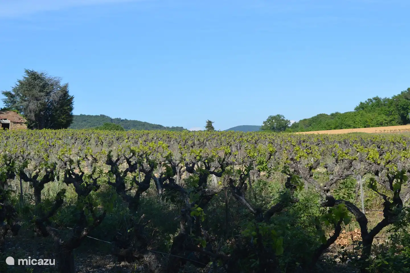 Weinberge in der Nähe des Ferienhauses