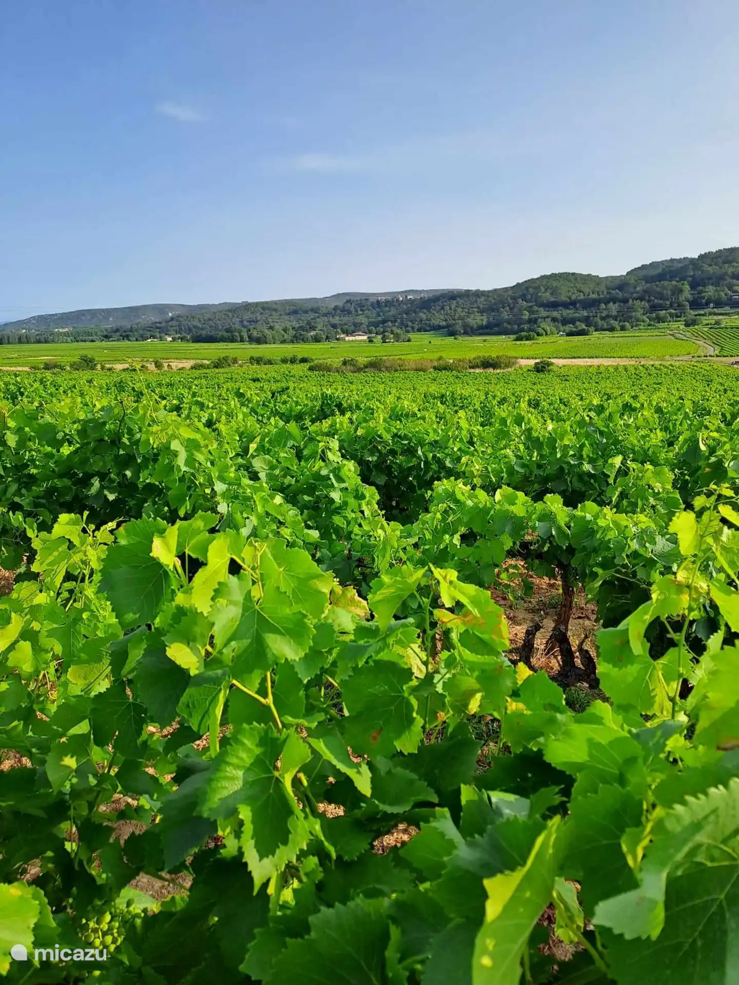 Weinberge zum Flanieren