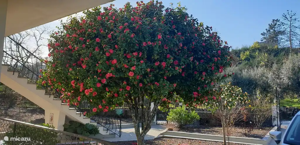 Kamelie im Vorgarten